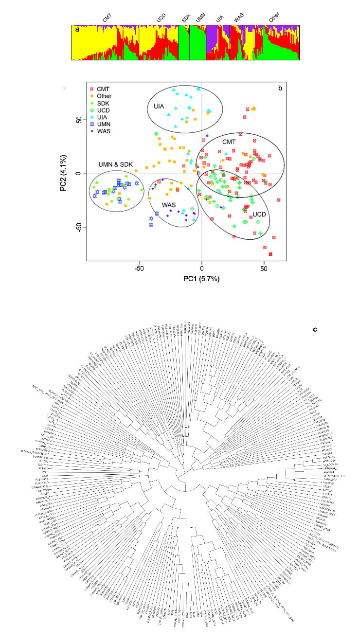 Tres figuras que describen la estructura de las poblaciones de trigo de mapeo por asociación del estudio.