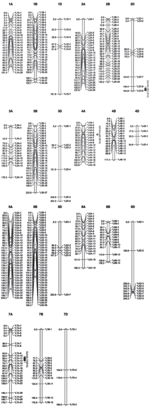 Figura QTL mapping of spike fertility index in bread wheat Alonso 2021